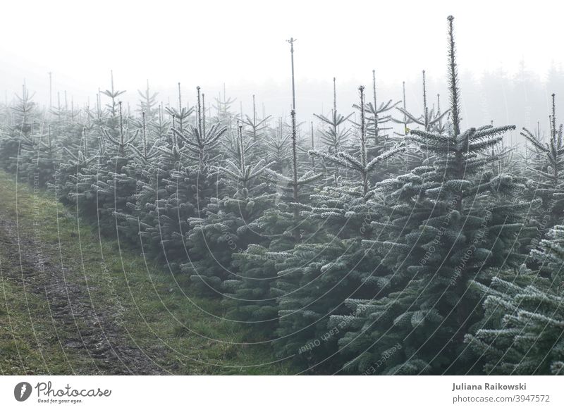 Christbaum Plantage im Nebel Tanne Baum Winter Schnee kalt Eis Frost Natur Außenaufnahme weiß Menschenleer Farbfoto Tag Wald Umwelt Pflanze Landschaft
