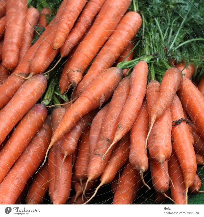frische Möhren, gebündelt mit Grünzeug Karotten Wurzeln Gemüse Vegetarische Ernährung Bioprodukte Lebensmittel Gesundheit Farbfoto lecker Gesunde Ernährung