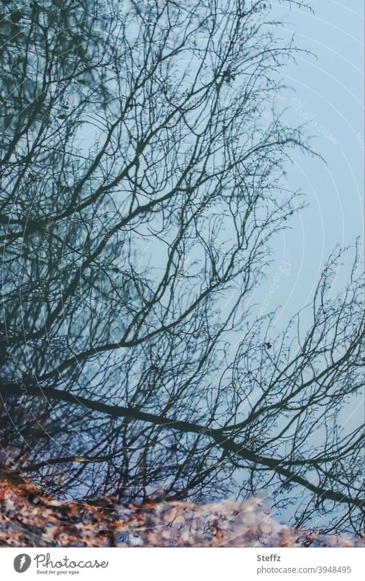 Abbild der Realität Spiegelung blau Verzerrung real irreal Spiegelei Wasserspiegelung Spiegelung im Wasser verzerrt Herbstlaub Spiegelbild surreal verblüffend