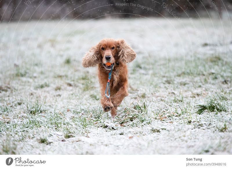 Ein English Cocker Spaniel Hund spielt im Schnee, Prag, Tschechische Republik Haustier Englisch spielen Wetter Glück genießen Ball weiß braun Tier Zeit