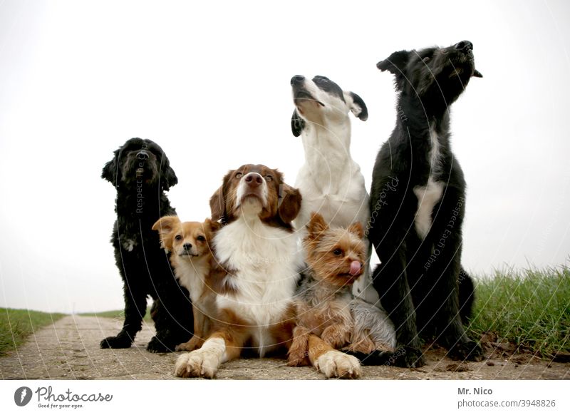 auf Kommando I Ordnung im Chaos Hund Hundeblick Haustier Tierporträt Menschenleer Hundeschule Rudel Hundeschnauze Tiergruppe Rassehund Mischling feldweg