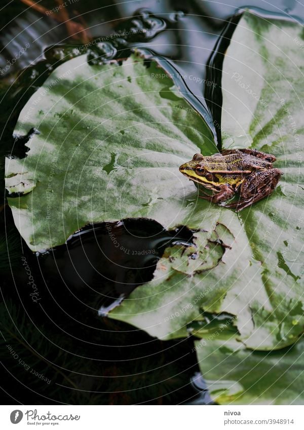 Frosch sitzt auf einem Blatt grün Teich Tier Natur Wasser Kröte Außenaufnahme Amphibie Farbfoto Froschkönig Auge Makroaufnahme braun Nahaufnahme Quaken schwofen