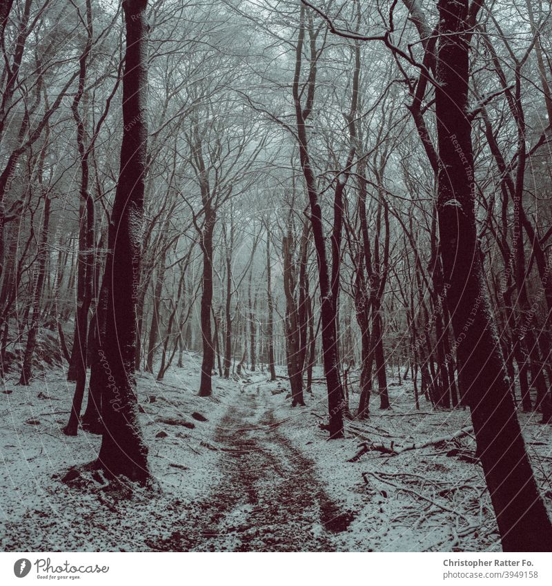 Ein dunkler Winterwald im Schnee Wald Natur Baum Außenaufnahme Landschaft Menschenleer weiß Eis Frost Farbfoto moody Atmosphäre Umwelt schwarz ruhig kalt Tag