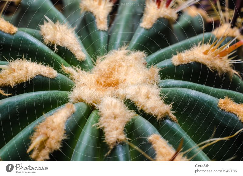 Kaktus Nahaufnahme Makro detailliert grün grüner Kaktus orange Pflanze