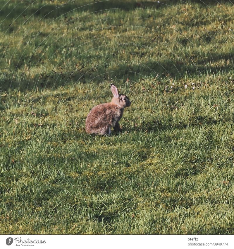 Wildkaninchen auf dem Rasen Kaninchen Osterhase niedlich freilebend im Freien sonnig Frühlingsgarten Frühlingstag Frühlingssonne März April Frühlingsbote