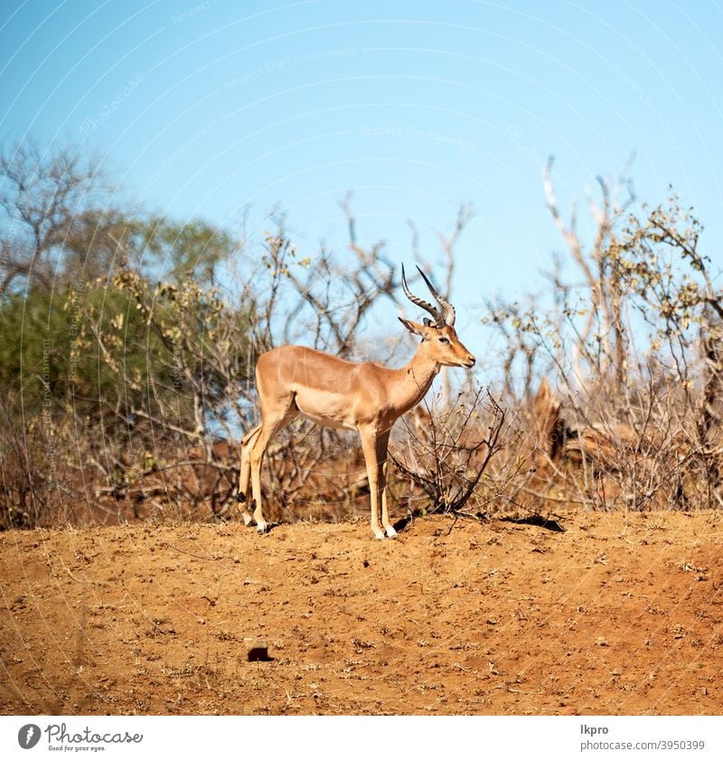 Wilde Impala im Winterbusch Afrika Antilopen Tierwelt Park national Natur Süden Safari wild Kruger Säugetier männlich Aepyzeros Melampus Gazellen Gras Wildnis
