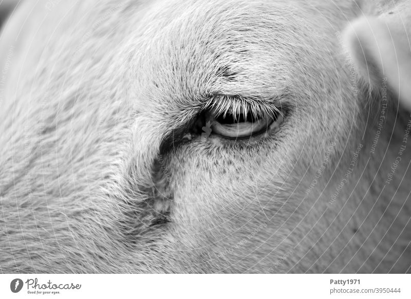 Schafsauge Detailaufnahme Auge Tier Tierporträt 1 Nutztier Tiergesicht Blick