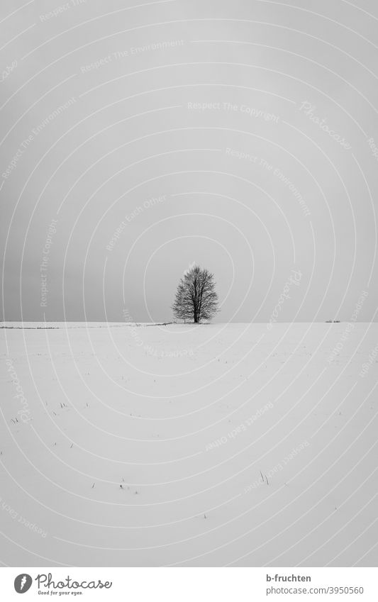 Minimalistisch; einzelner, kahler Baum auf schneebedeckten Feld Schnee minimalistisch Minimalismus Winter kalt Landschaft Frost Natur Außenaufnahme Menschenleer