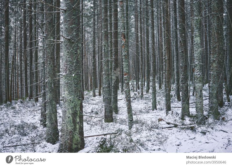 Wald im verschneiten Winter, farbig getöntes Bild. Schnee kalt Baum Natur gefroren Wetter Umwelt Saison weiß Holz Landschaft gefiltert retro altehrwürdig grün
