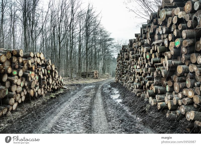 abgestorben | aber der Natur geht nichts verloren! Holz Baum Wald Baumstamm Menschenleer Außenaufnahme Forstwirtschaft Holzstapel Nutzholz Brennstoff Umwelt