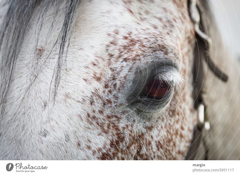 Auge eines Pferdes Tier Mähne Natur Blick Tierporträt Menschenleer Außenaufnahme Nutztier Tiergesicht Pferdekopf Halfter Schimmel Ponys Wimpern Reitsport