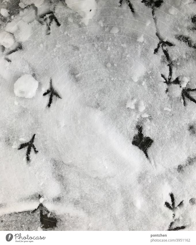 Vogelspuren im Schnee. Winter, Textur, Schneespuren vogelspuren winter schnee textur Abdruck fußabdruck Muster Schneebrocken kalt