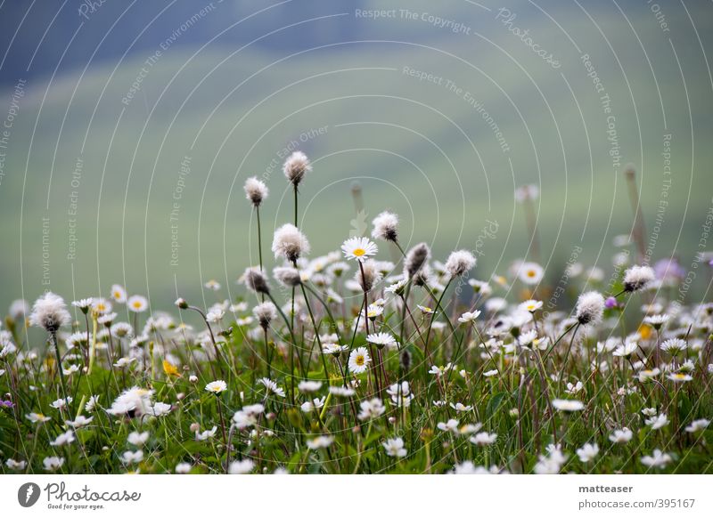 Alpenblumenwiese Natur Pflanze Erde Sommer Blume Gras Blüte Hügel grün weiß Margerite bedeckt Blumenteppich Tupfer Farbfoto Außenaufnahme Nahaufnahme