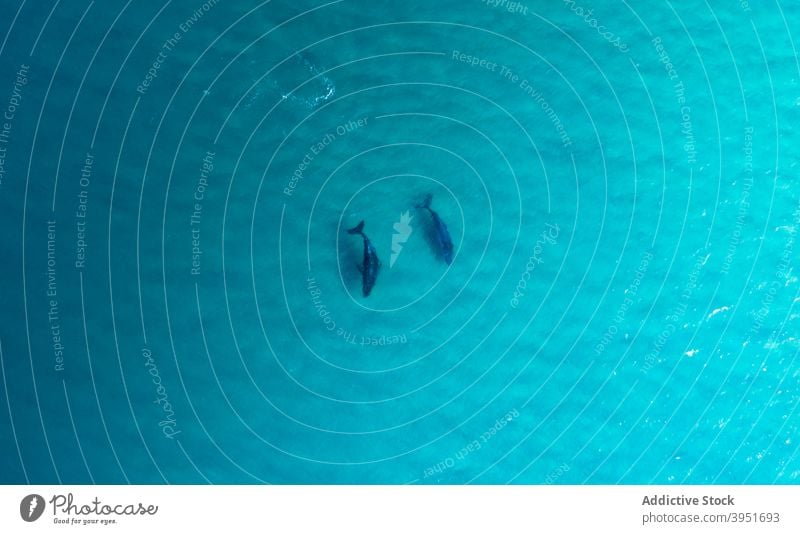 Haie schwimmen unter Wasser von türkisfarbenen Meer im Sonnenlicht Haifisch Tier unterseeisch Ozeanographie MEER wild Lebensraum Kreatur malerisch Resort