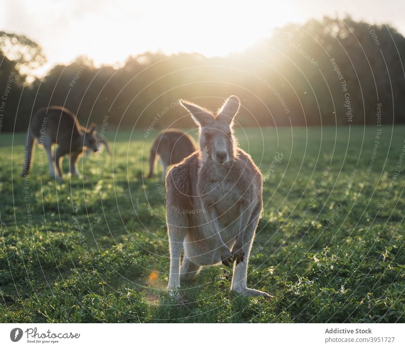 Adorable Kängurus grasen auf grasbewachsenen Gelände in der Natur Rostbrustfalke Känguruh weiden Wiese Tier Säugetier Lebensraum wild Bargeld Herde Sonnenlicht