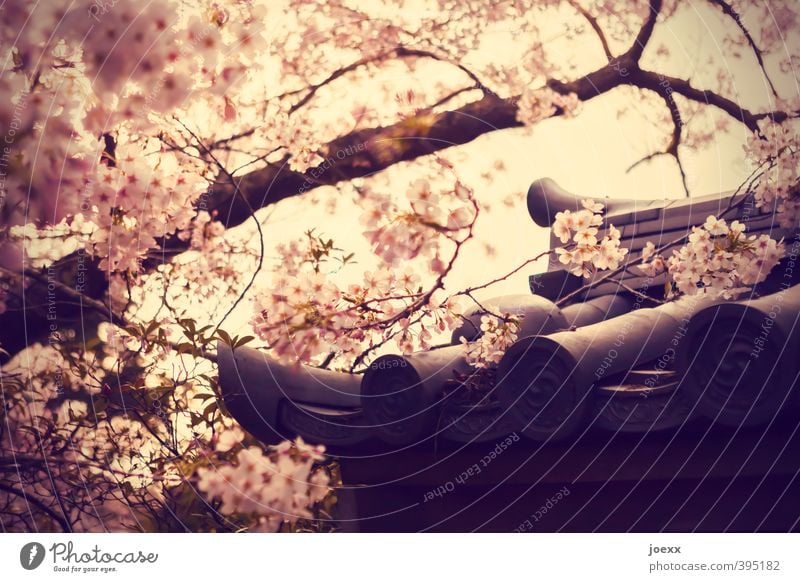 Glückskeks Schönes Wetter Baum Blüte Garten Park Dach hell schön rosa Kirschblüten Dachziegel Japanisch Farbfoto Gedeckte Farben Außenaufnahme Menschenleer Tag
