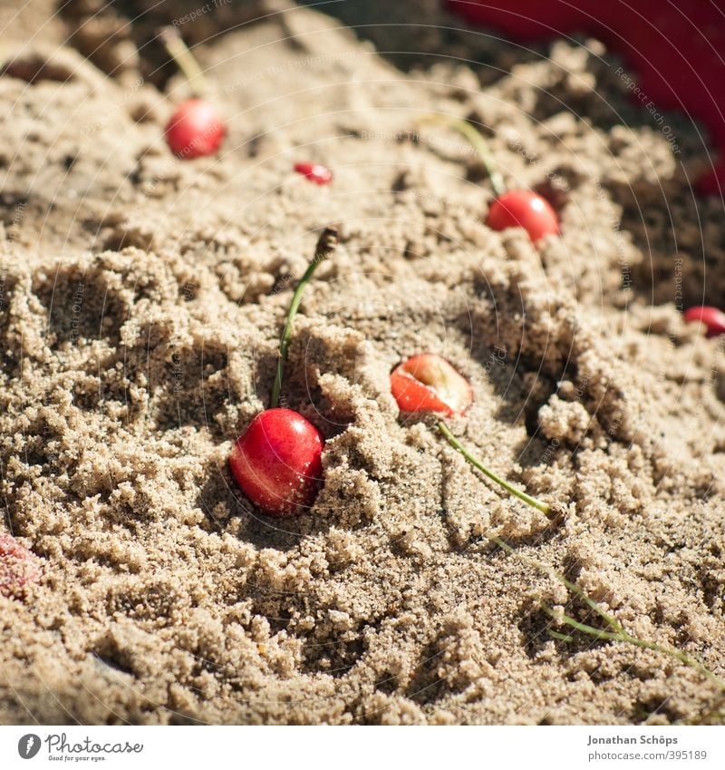 Sandkirschen Umwelt Natur Sonne Schönes Wetter lecker Gesunde Ernährung Kirsche Sandkasten Frucht Gesundheit rot Außenaufnahme Garten Foodfotografie Bioprodukte