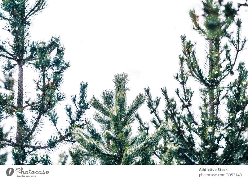 Üppig wachsende Tannen am Berghang bei Schneefall Wald Berge u. Gebirge Baum nadelhaltig Winter Natur Landschaft Wälder Immergrün Umwelt malerisch Kamm