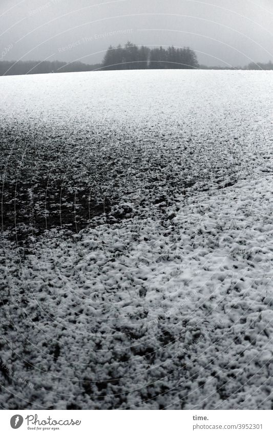 abgestorben | Winterblues • schneebedeckte Hügelwiese mit Baumgruppe am nebligen Horizont wald sw grau trist trostlos fläche ferne weite horizont himmel
