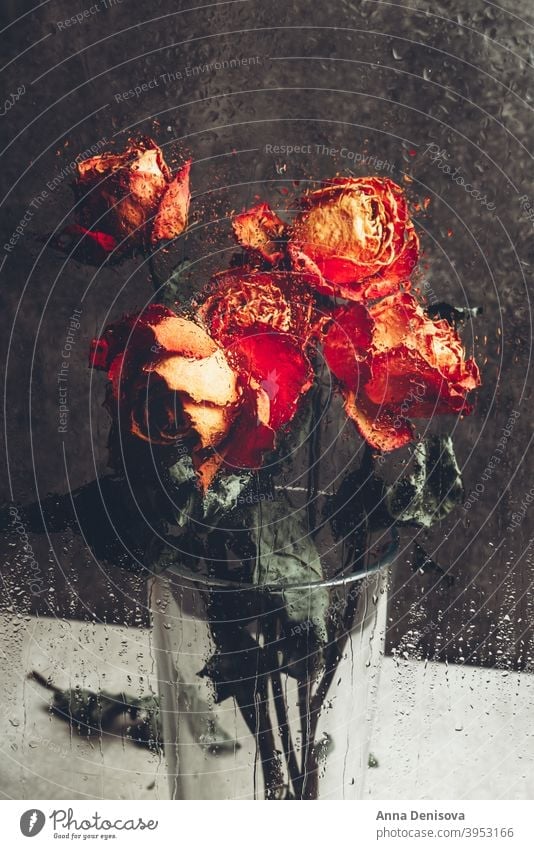 Strauß schöner verblühter Blumen durch das Glas mit Regentropfen Roséwein trocknen Blütenblatt Vorbau Blatt Herz orange Fenster Tropfen Wasser gebrochen Tag