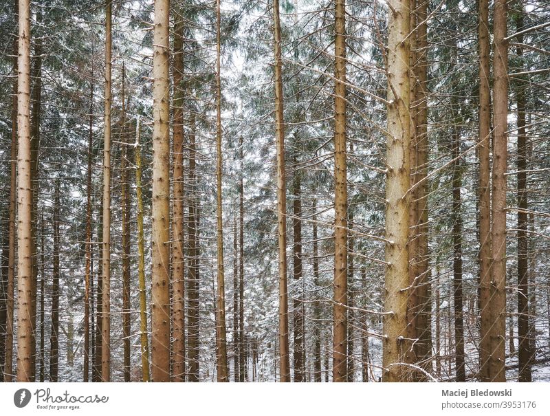 Bild eines Bergwaldes im verschneiten Winter. Wald Schnee kalt Hintergrund Baum Natur gefroren Wetter Umwelt Saison weiß Landschaft Wildnis Frost natürlich