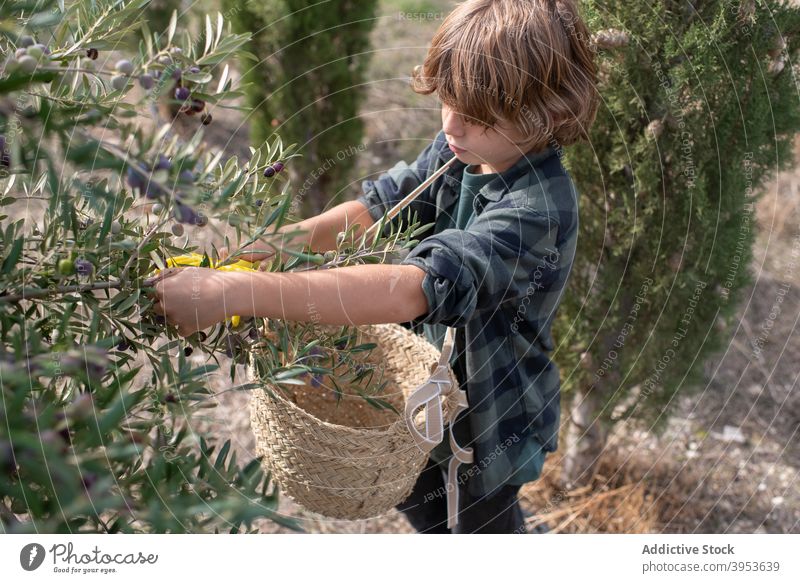 Adorable Kind Kommissionierung gesunde Oliven im Garten abholen oliv Baum Korb Ernte beschäftigt Haufen Schonung Landschaft Ackerbau Arbeit Kleinunternehmen