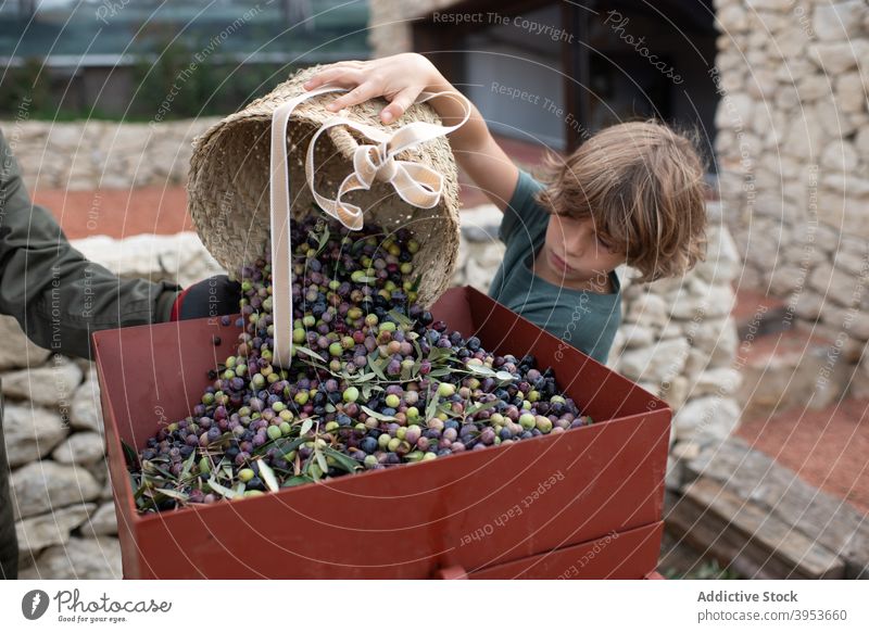 Junge verstreut Oliven aus Weidenkorb in Behälter nach der Ernte in Bauernhof oliv Korb Hilfsbereitschaft Agronomie Schonung Arbeit Konzentration Zusammensein