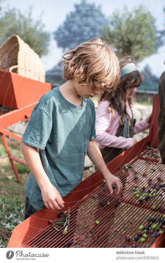 Kinder sortieren mit Eltern gesammelte Oliven aus Menschen Ernte oliv Landschaft Familienunternehmen Bauernhof Arbeit abholen Haufen Gesundheit frisch Tochter