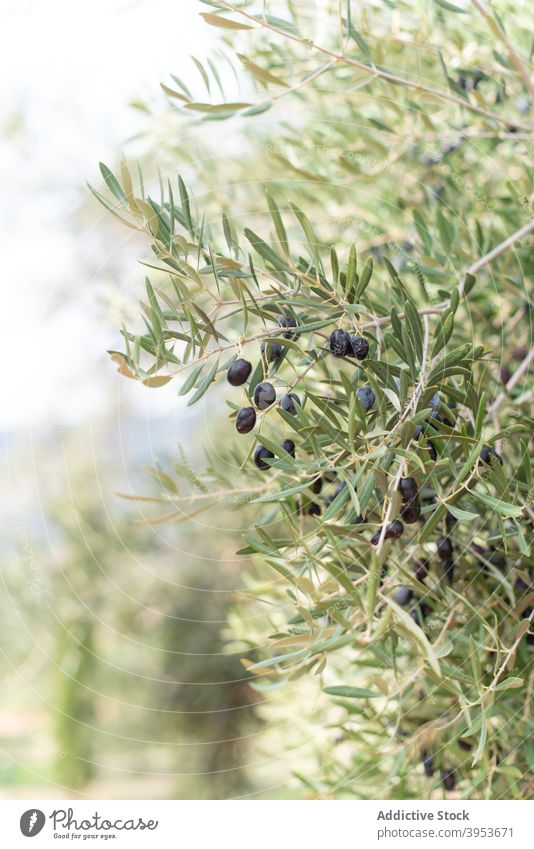 Olivenbaum wächst auf grüner Plantage im Sonnenlicht oliv olea europaea Baum reif frisch Pflanze Blatt vegetieren Wachstum Laubwerk Natur Ernte Ackerbau schwarz