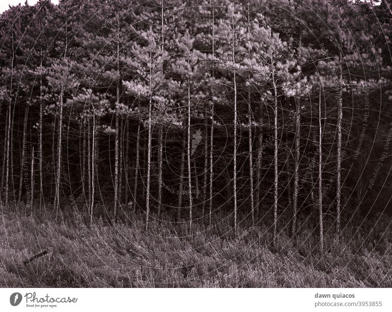 hohe, dünne Kiefern, die ihre Nadeln verlieren, stehen hinter einem hügeligen Feld im Vordergrund Natur Naturliebe Naturerlebnis Umwelt Landschaft Außenaufnahme