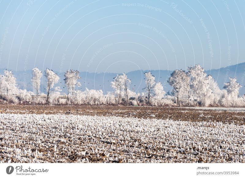 Krähen auf schneebedeckten Bäumen Natur Landschaft ländlich Ackerbau Wolkenloser Himmel Winter Frost gefroren Baum außergewöhnlich Vögel viele Horizont