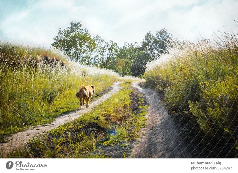 Medium-beschichtet Tan Hund läuft auf Dirt Road zwischen grünem Gras in der Nähe von Bäumen heimisch Eckzahn Geschwindigkeit Haustier Tier laufen Schnelligkeit