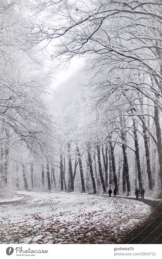 Winterspaziergang im Januar durch schneebedeckten Stadtpark Winterstimmung Nebel neblig Wald Park Bäume Allee Küchwald Schneefall kalt weiß Raureif Klima Wetter