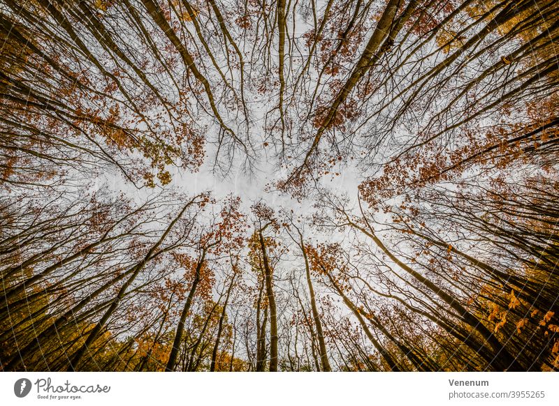 Wald im Herbst Wälder Baum Bäume Waldboden Bodenanlagen Unkraut Bodenbewuchs Kofferraum Rüssel Baumstämme Natur Landschaft Deutschland
