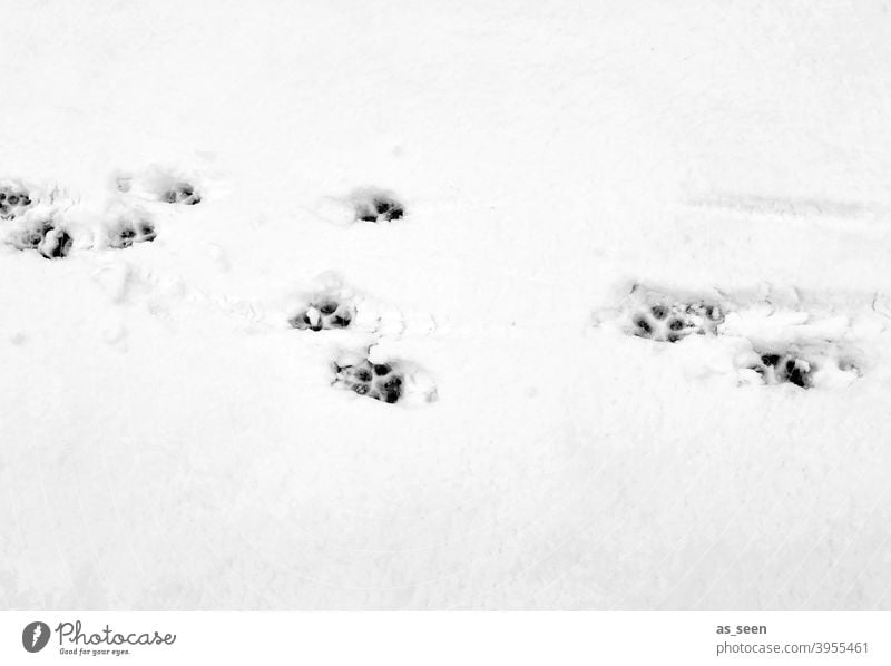 Tierspuren im Schnee Spuren Fußabdrücke Winter kalt weiß Außenaufnahme Menschenleer Eis Frost Tag Schneespur Kontrast Schwarzweißfoto Schneedecke Wege & Pfade