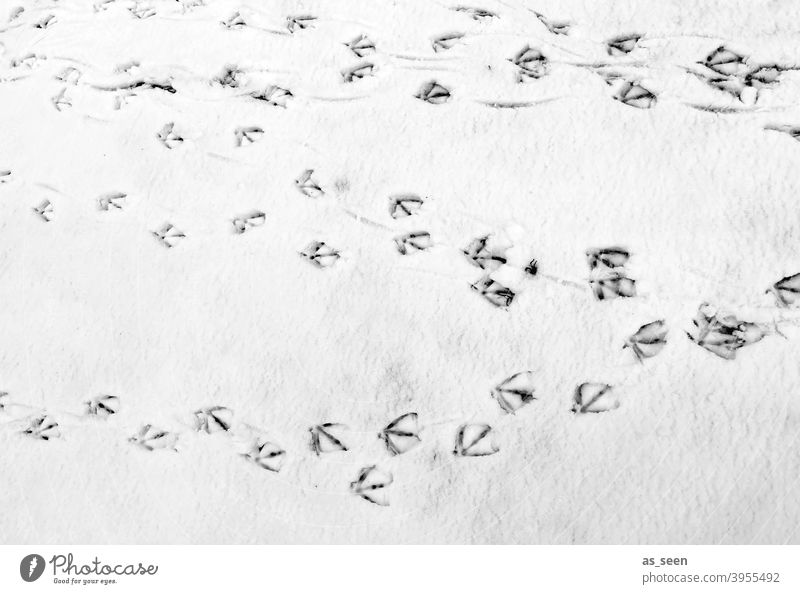 Vogelspuren im Schnee Spuren Fußabdrücke Winter kalt weiß Außenaufnahme Menschenleer Eis Frost Tag Schneespur Kontrast Schwarzweißfoto Schneedecke Wege & Pfade