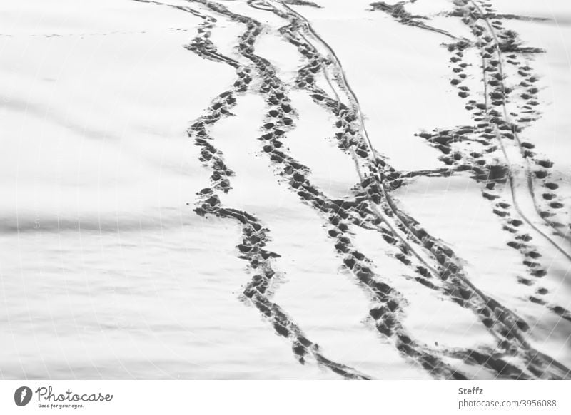 Spurenlesen im Schnee Spuren im Schnee Schneespuren schneebedeckt Schneedecke Spurensicherung Fußspur Fährte rätselhaft Winter Kälte winterlich weiß grau kalt