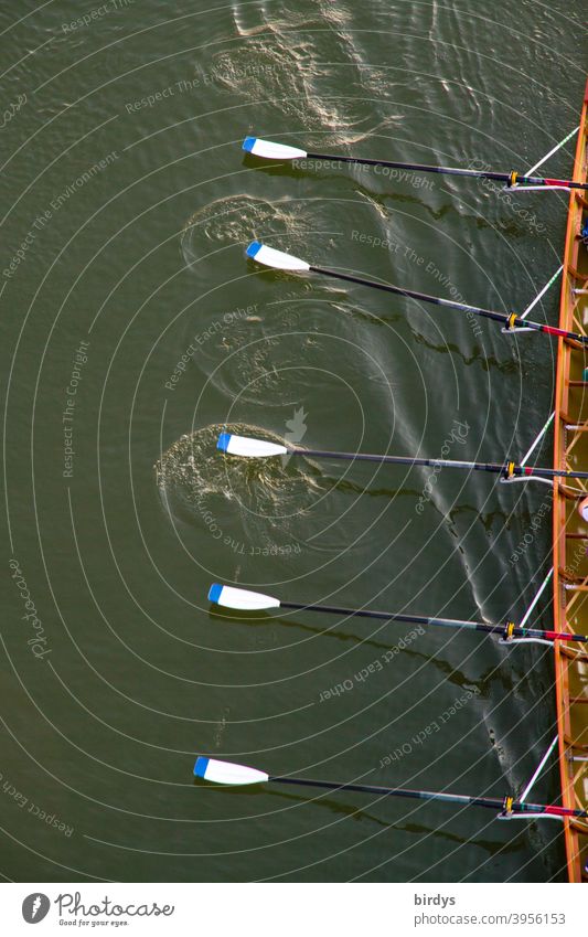 Ruderboot im Anschnitt mit Ruderblättern in Bewegung. Rudern, Mannschaftssport, Vogelperspektive Sport rudern Wasser wassersport Teamwork Freizeit & Hobby