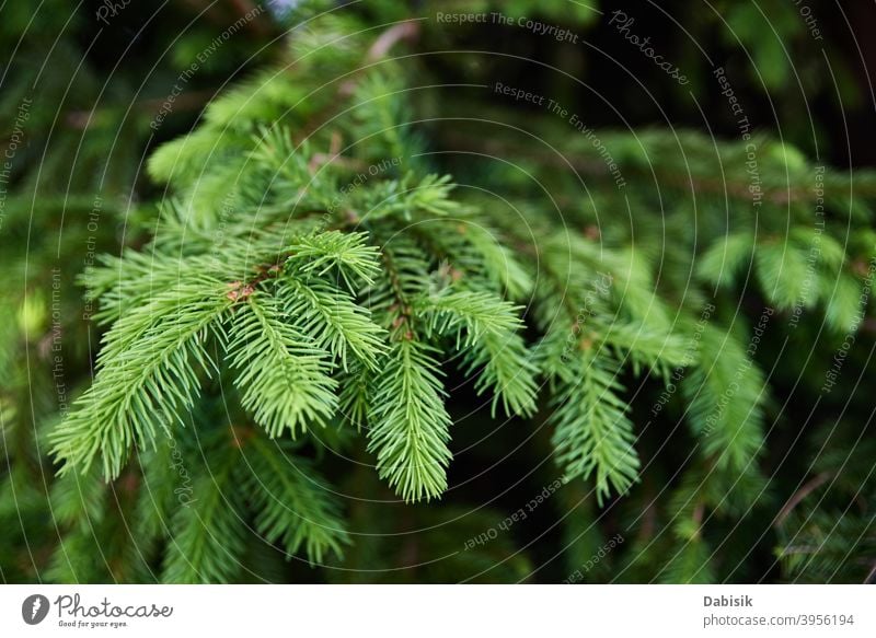Grüner Fichtenzweig in Großaufnahme. Natur Hintergrund Ast Baum grün Saison Nahaufnahme Pflanze saisonbedingt Weihnachten Winter natürlich Kiefer im Freien
