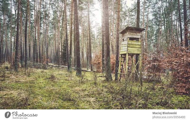 Hölzerner Jagdturm für Hirsche im Wald. Turm stehen Landschaft Wälder Natur Tierhaut Einfluss gefiltert retro altehrwürdig hölzern im Freien Baum Saison