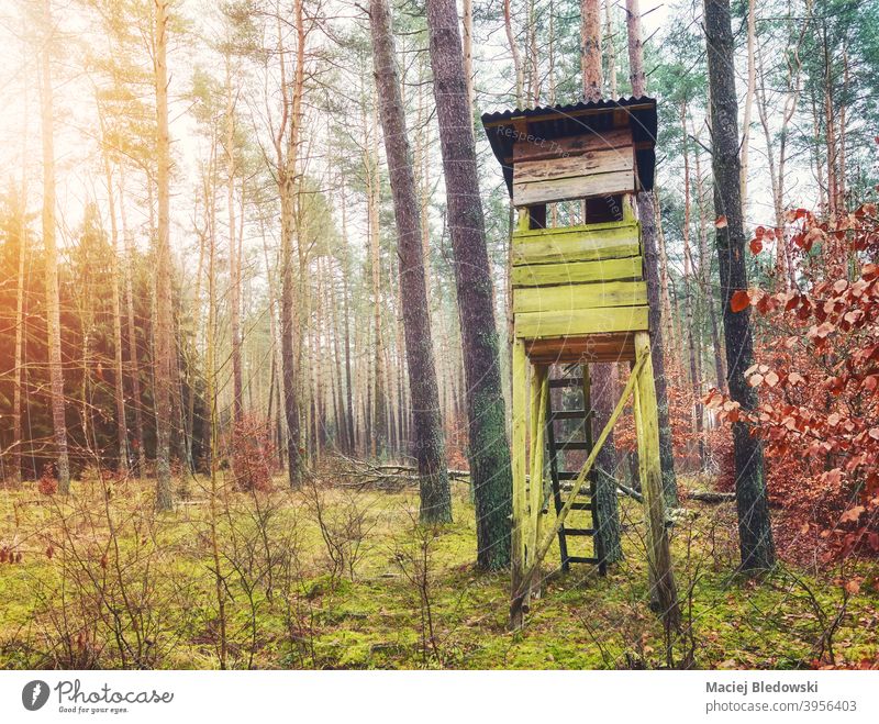 Hirschjagdturm im Wald. Jagd Turm stehen Wälder Tierhaut Hirsche Einfluss Natur gefiltert retro altehrwürdig hölzern im Freien Baum Saison