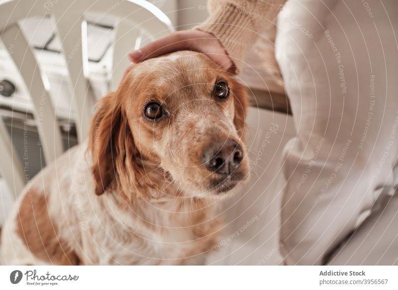 Anonyme Frau mit Hund in der Küche Zusammensein Setzer Abfertigungsschalter charmant niedlich heimwärts sitzen sich[Akk] entspannen Haustier Eckzahn jung Tier