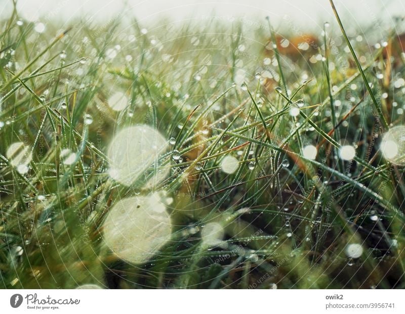 Geflimmer Gras Wildpflanze Wassertropfen Schönes Wetter draußen hell Landschaft filigran Tau Idylle natürlich verschwommen Morgenlicht frisch flirren klein