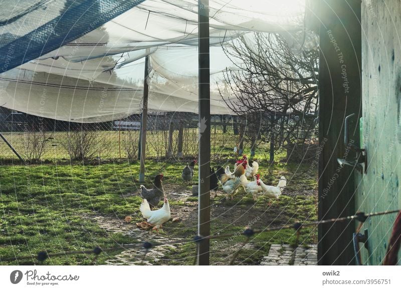 Zeltlager Haushuhn Nutztier Hühnerstall Tiergruppe beobachten stehen Blick Zusammensein erstaunt Neugier Menschenleer Farbfoto Außenaufnahme Textfreiraum links