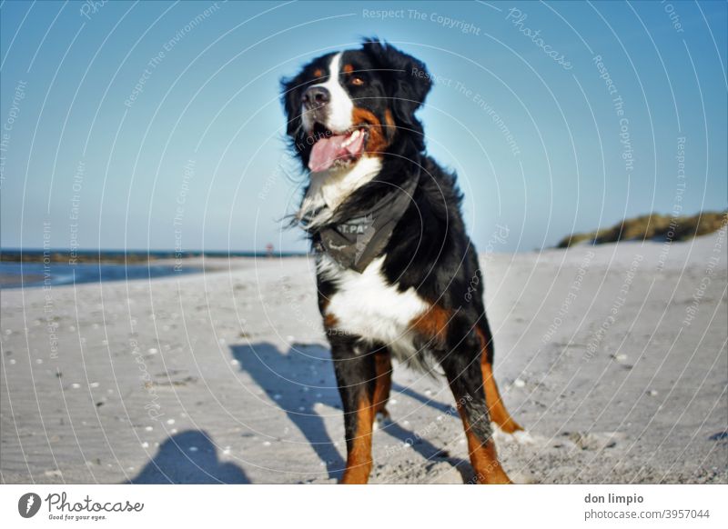 Bernard Sennenhund am Strand Ostsee Sand beach beobachten Natur Tag Fell Blick Froschperspektive Blick nach vorn Hund 1 Tier Schwache Tiefenschärfe Menschenleer