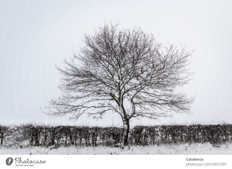 Eine Buche in der Weißdornhecke an einem verschneiten, nebligen Wintermorgen Natur Landschaft Hecke Baum Schnee Kälte Tag Tageslicht Pflanze Witterung Wetter