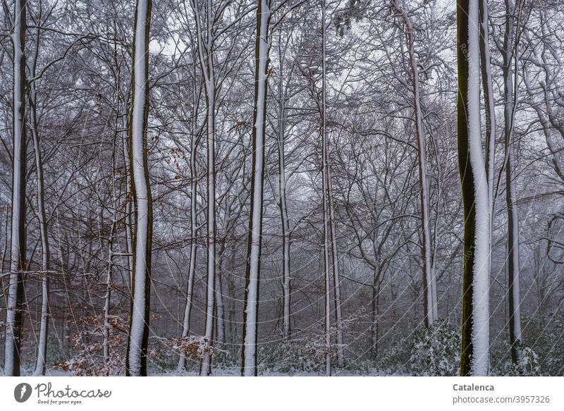Es hat geschneit im Wald Wetter Witterung Tageslicht Kälte Winter Schnee Buche Baum Landschaft Natur Pflanze Braun Weiß Grün Jahreszeit