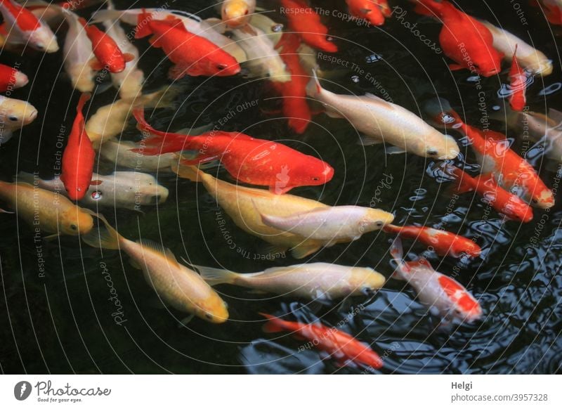 hungrige Meute - viele rot-bunte und weiße Koi-Karpfen schwimmen im Wasser und warten auf Futter Fisch Wasserbecken Teich Tier Farbfoto Vogelperspektive