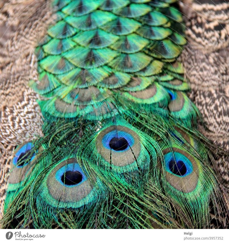 Prachtschleppe - Detailaufnahme von Schwanzfedern eines männliche Pfaus Vogel Gefieder Federn prächtig Nahaufnahme Augen Tier Farbfoto Außenaufnahme Natur grün