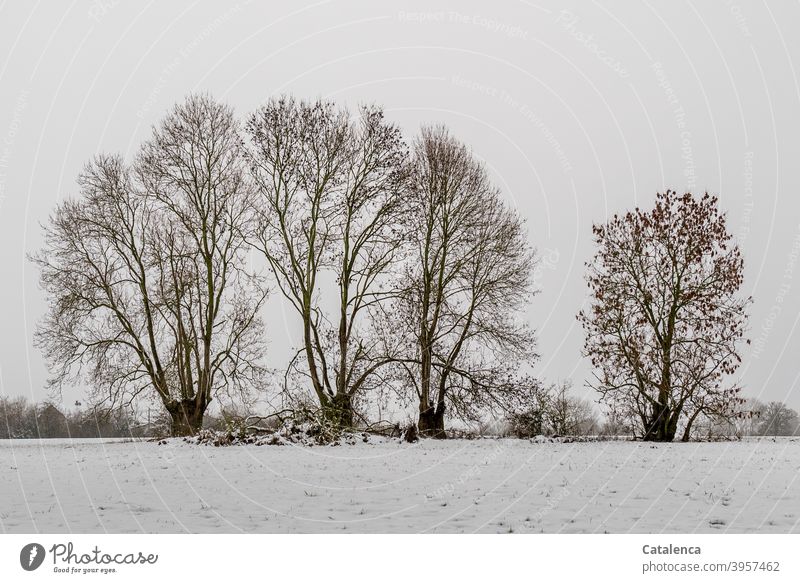 Alte Eschen stehen im Schnee am Zaun einer Wiese Wetter Witterung Pflanze Tageslicht Kälte Winter Baum Landschaft Natur Himmel Nebel Weiß Braun